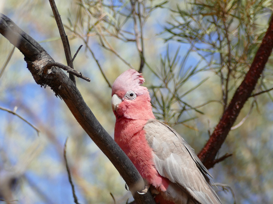 Walga Rock-Cue必去景点