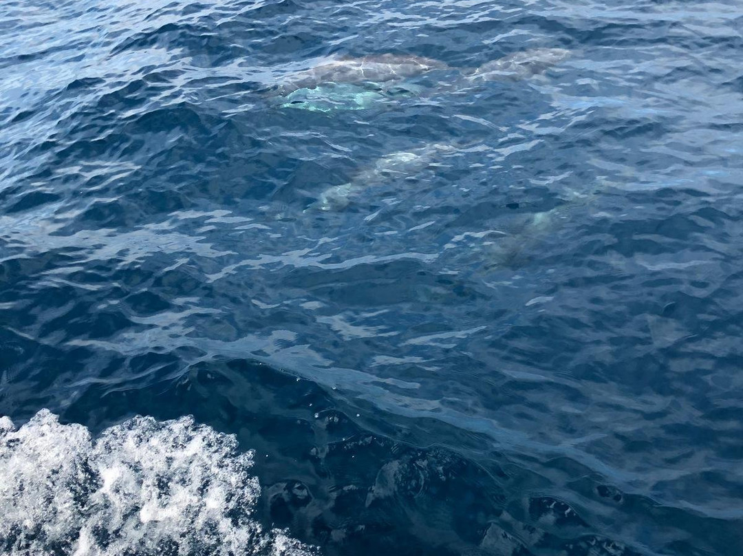 Mirissa Whale Watching Club-美蕊沙必去景点