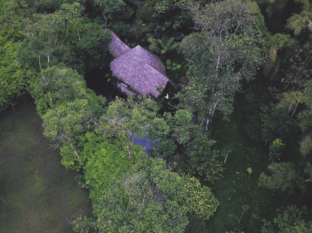 El Abrazo del Arbol主图