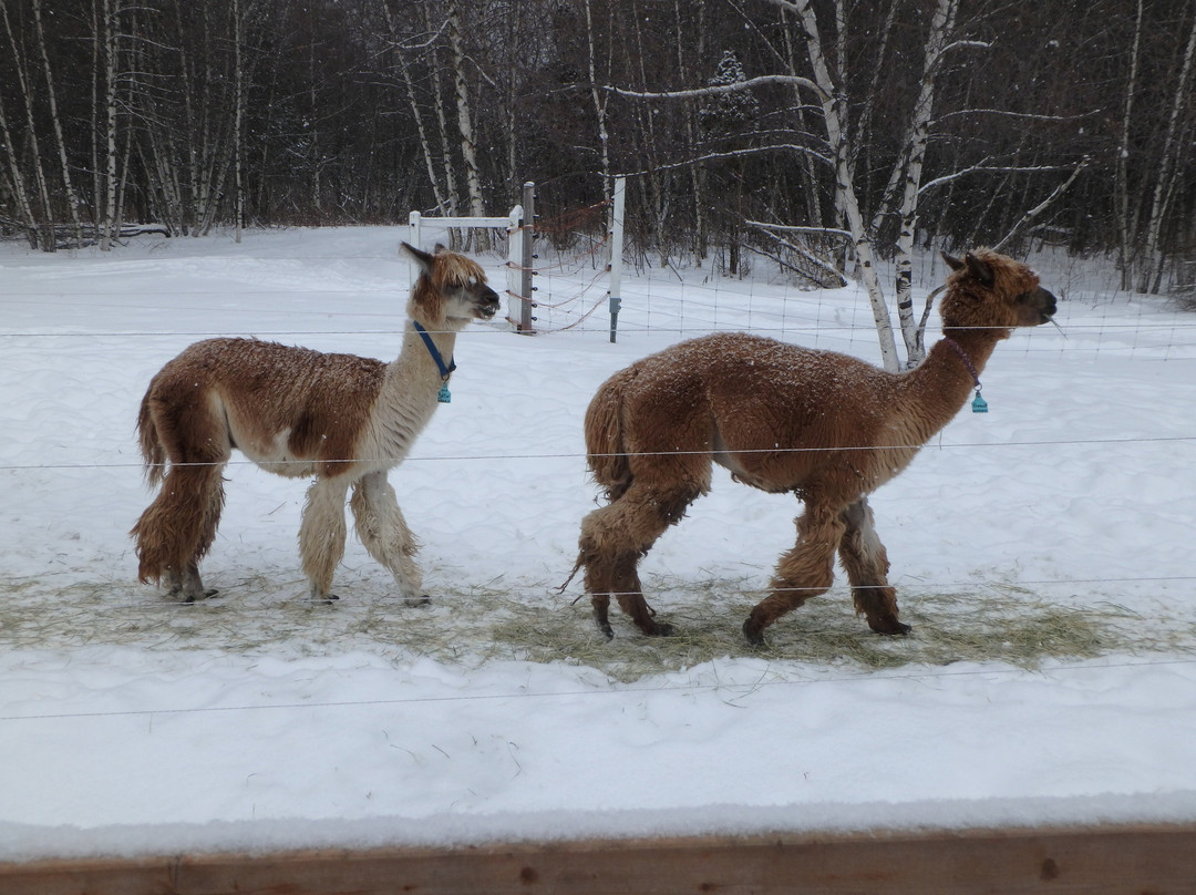 Alpagas du Domaine Poissant-Mont-Saint-Hilaire必去景点