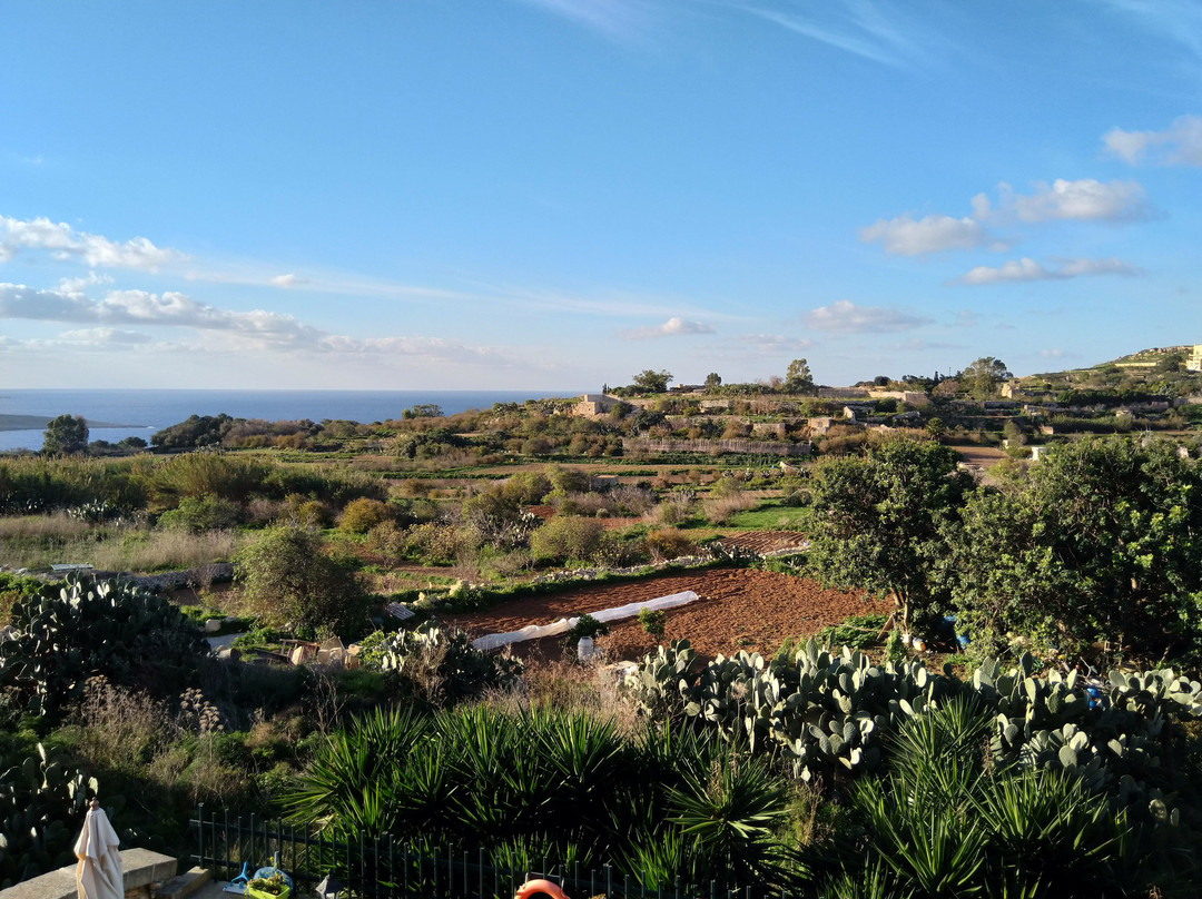 Il Pomo Bianco主图