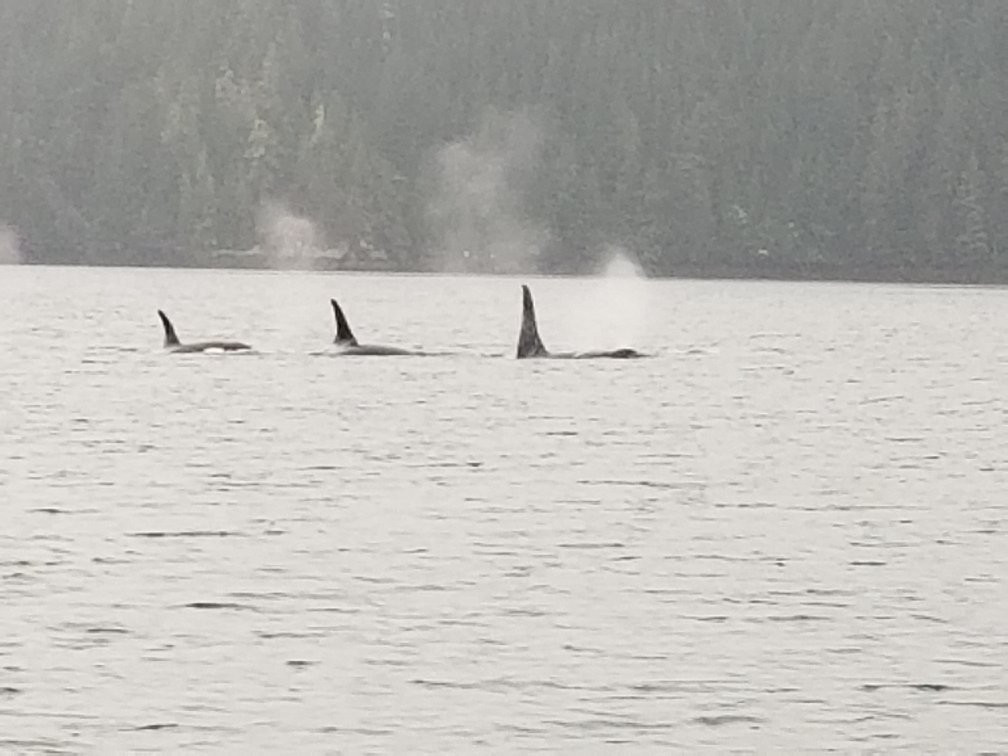 Wild Northern Adventures-Stewart必去景点