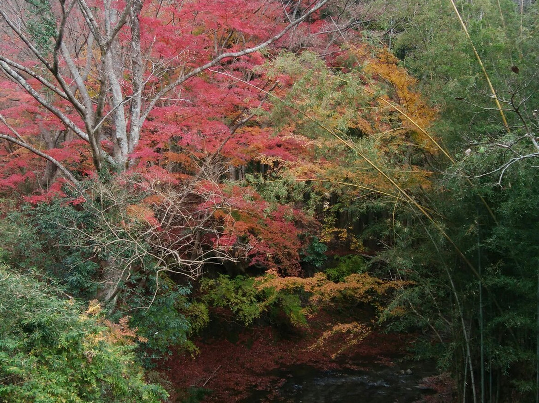 Maple Road-富津市必去景点