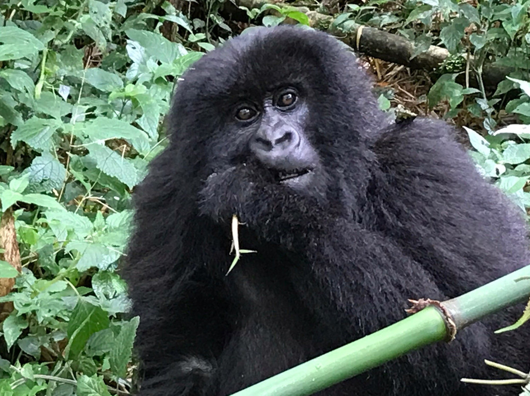 Nature Expeditions Africa-吉佳利必去景点