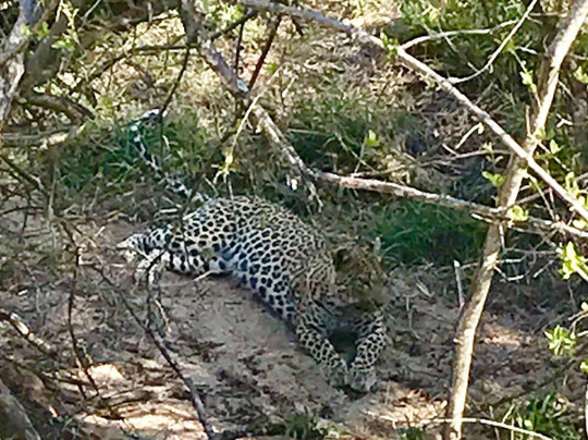 Vula Safaris-尼斯普鲁特必去景点