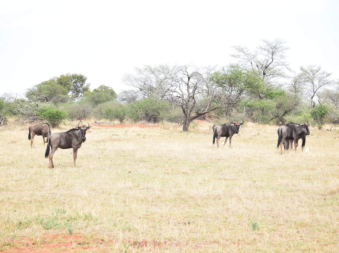 African Tracks Safaris-比勒陀利亚必去景点