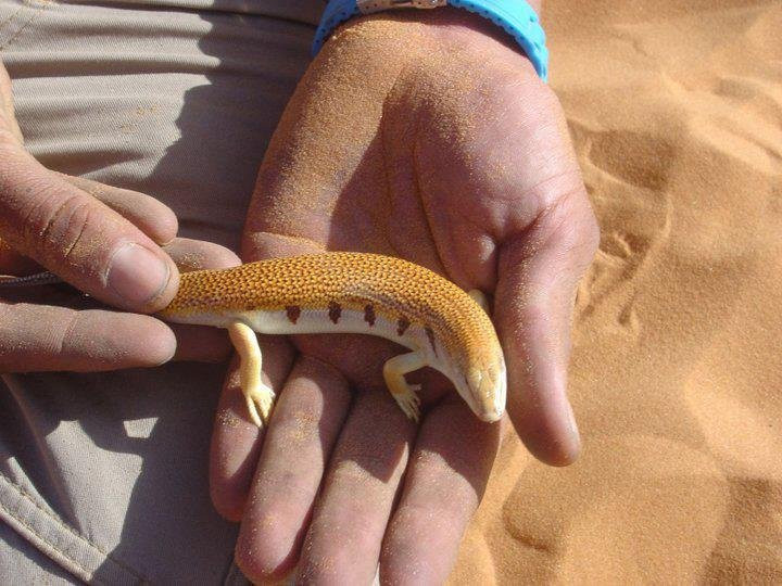 Morocco Desert Excursions-非斯必去景点