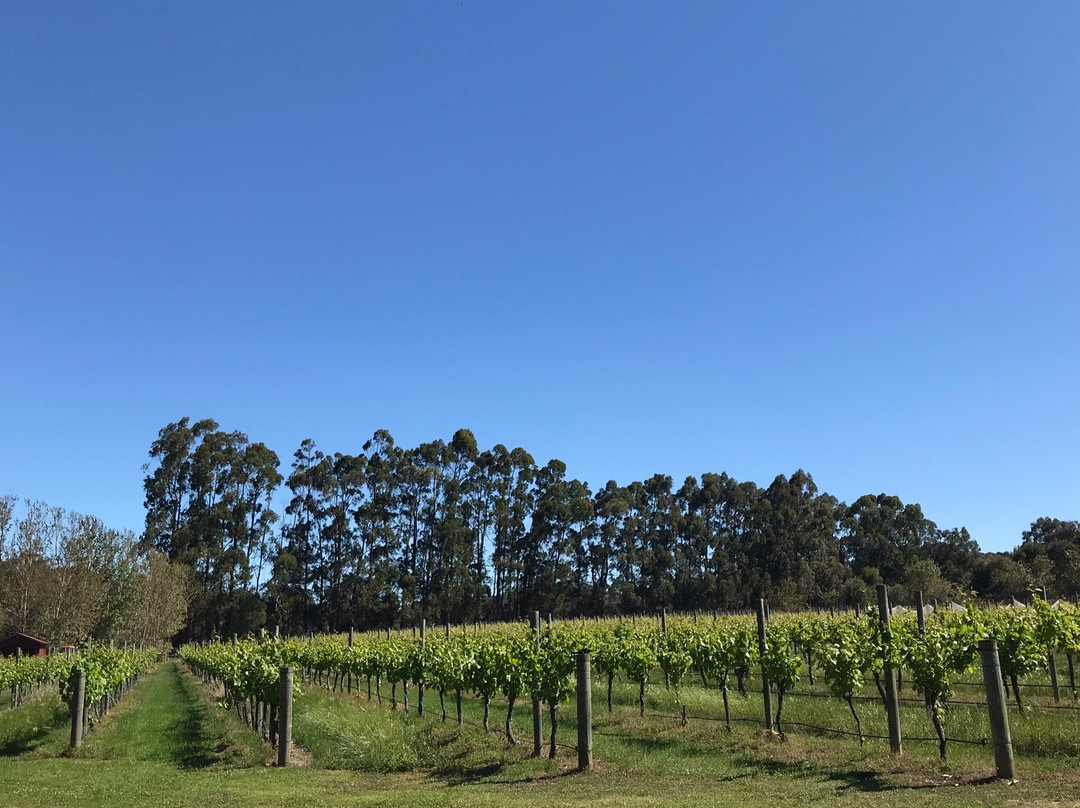 Mongrel Creek Wines景点图片