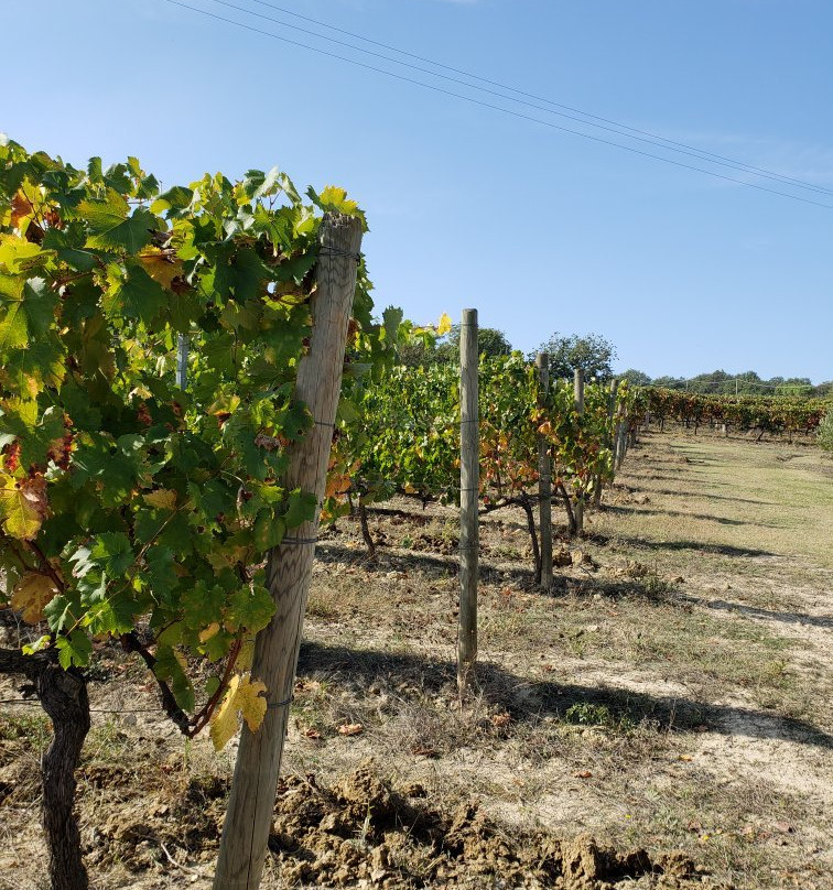 Metinella-蒙特普尔恰诺必去景点