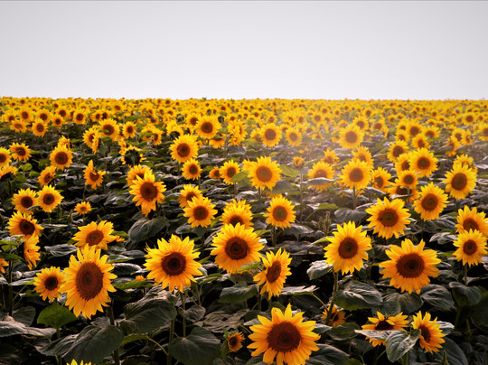 Asahigaoka Park-大空町必去景点