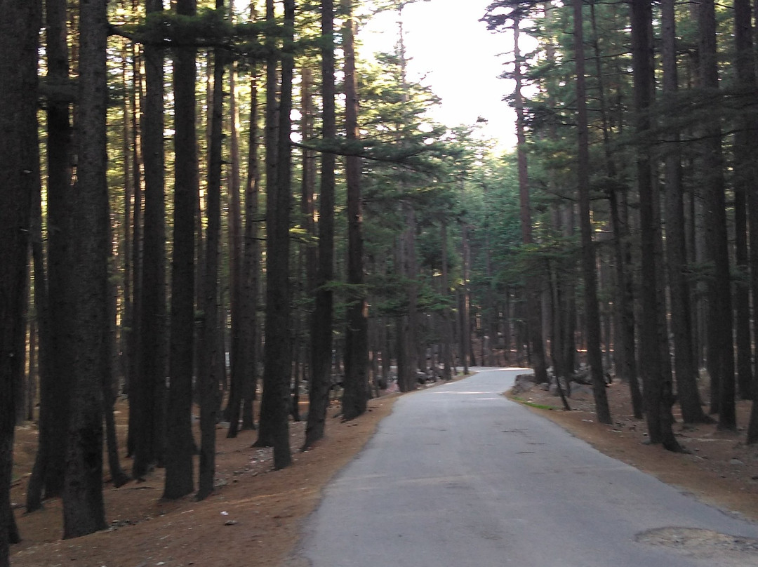 Kalam Forest景点图片