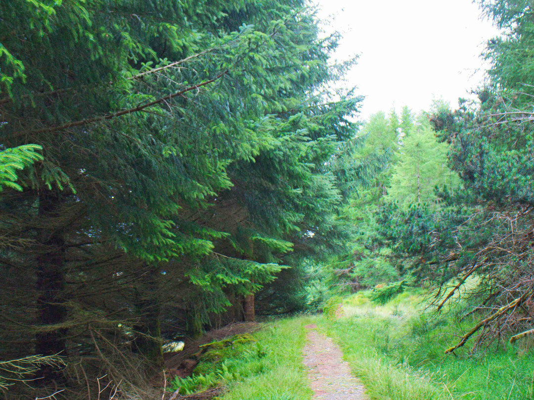 Tyndrum Community Woodland景点图片