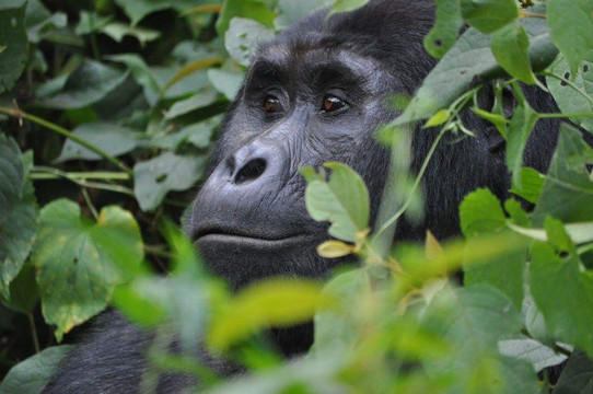 Epic Uganda Vacation