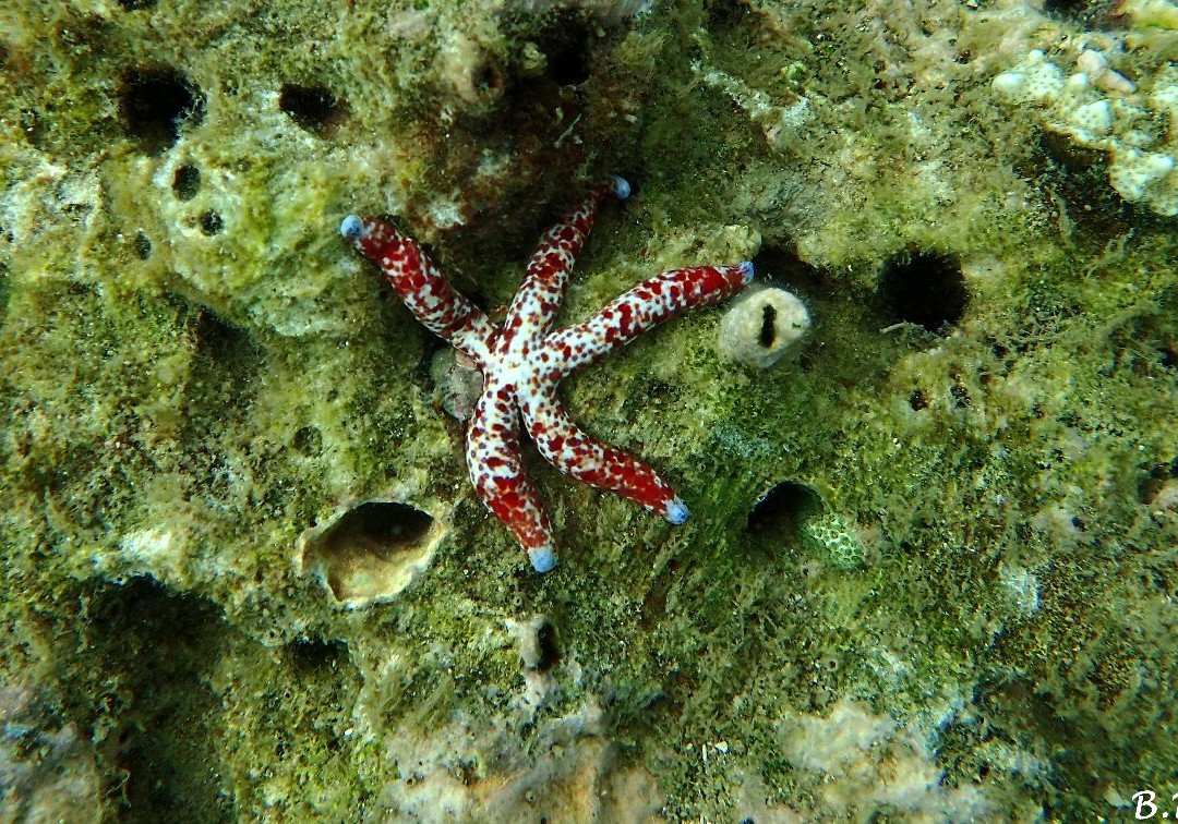 Blow Bubbles Divers-Desa Sekotong Barat必去景点