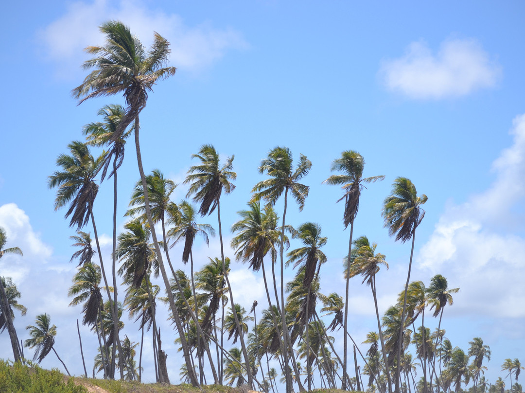 MM Brasil Private Tours-Camacari必去景点