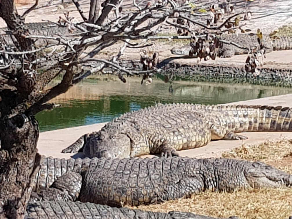 Thaba Kwena Crocodile Farm-尼斯特鲁姆必去景点