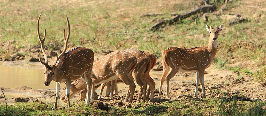 Go Yala Safari Tours-蒂瑟默哈拉默必去景点