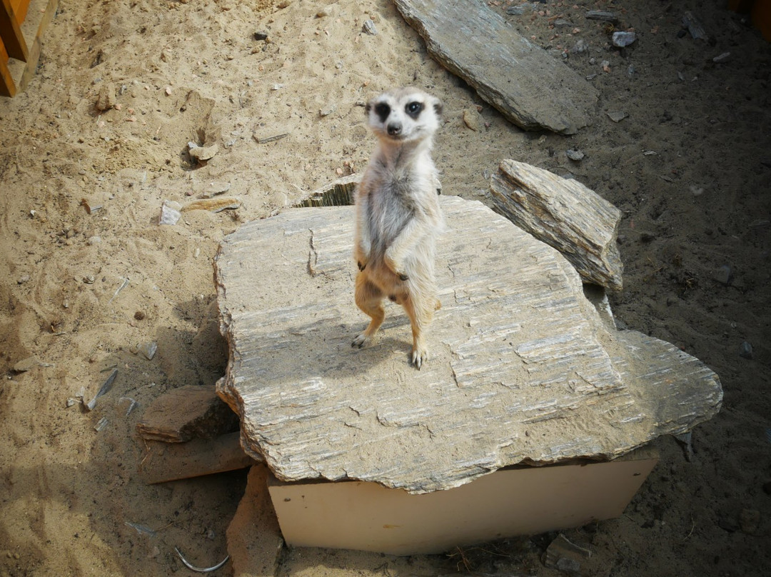 Lemur Park景点图片