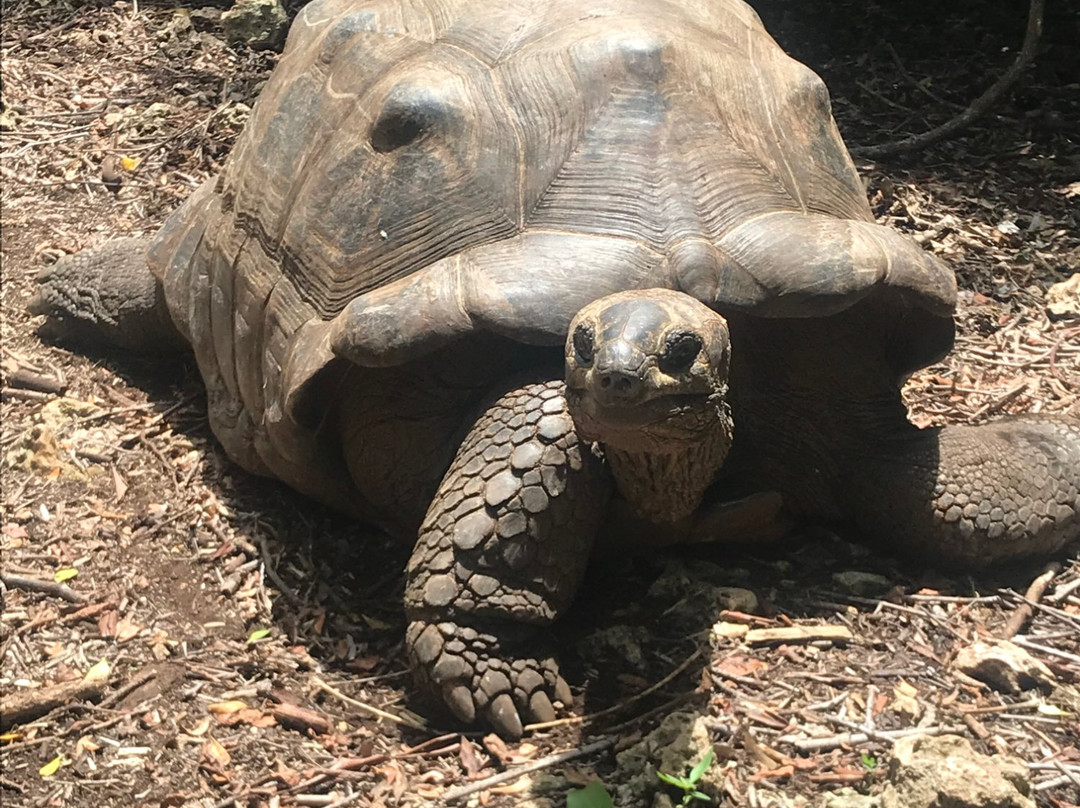 Ibra Taxi Driver Zanzibar-帕杰必去景点