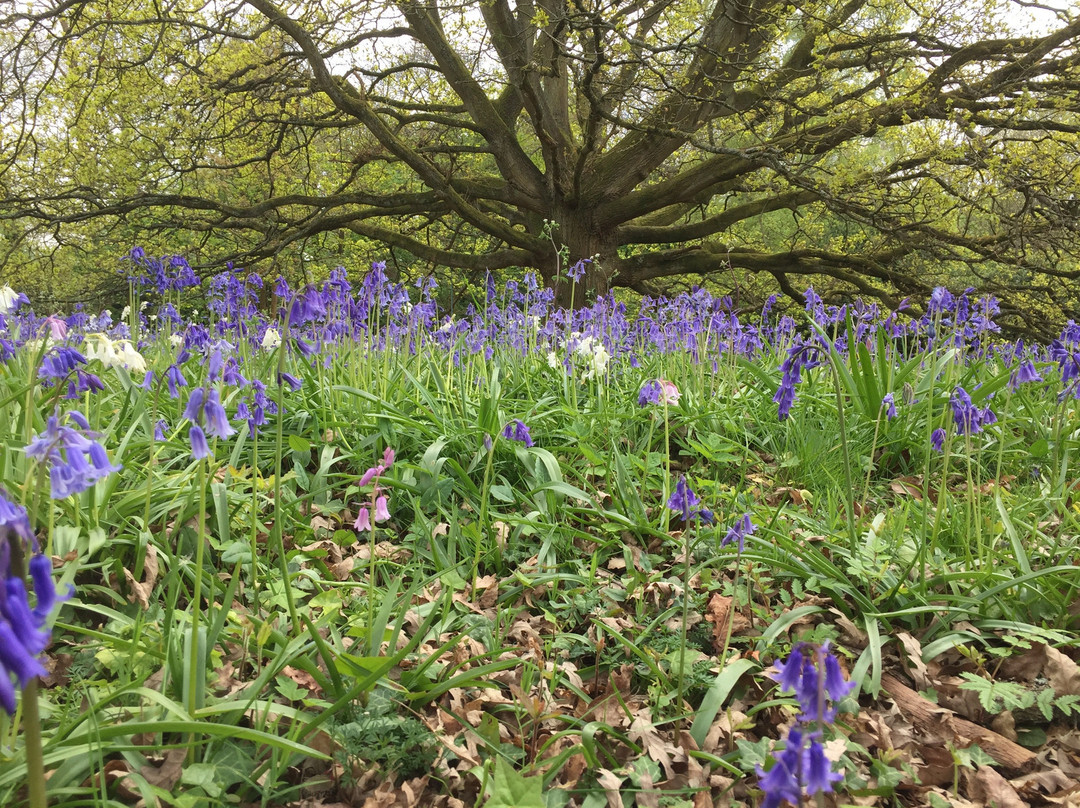 Surrey Hills Cycle Hire景点图片