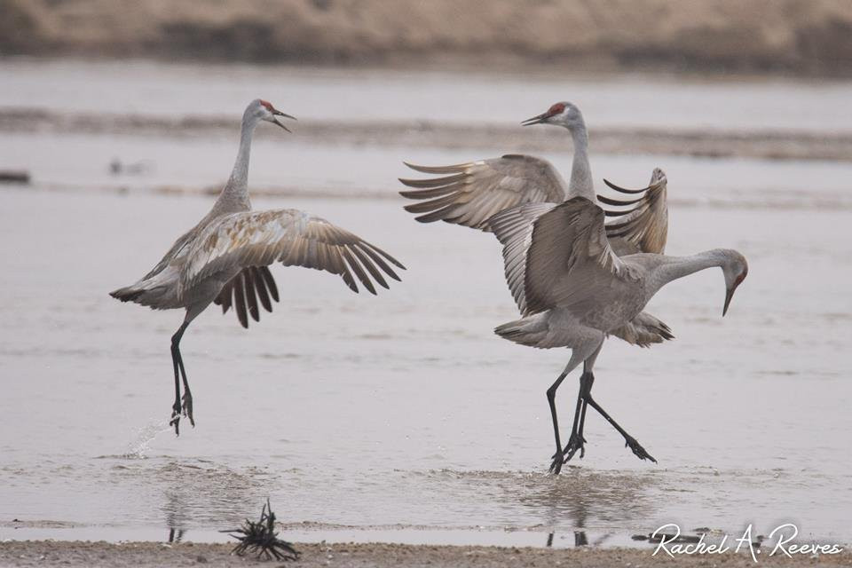 Crane Trust Nature & Visitor Center景点图片