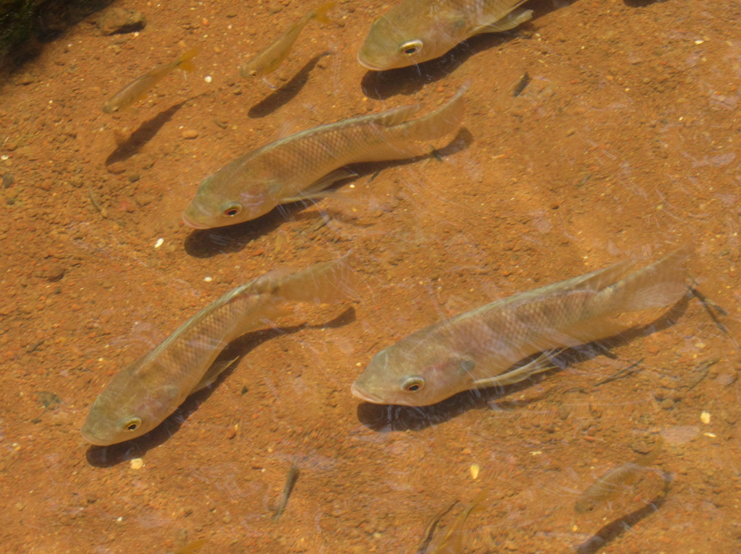 Hotel Fazenda Mutema主图