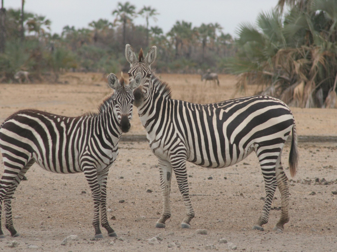Mighty Safari-阿鲁沙必去景点