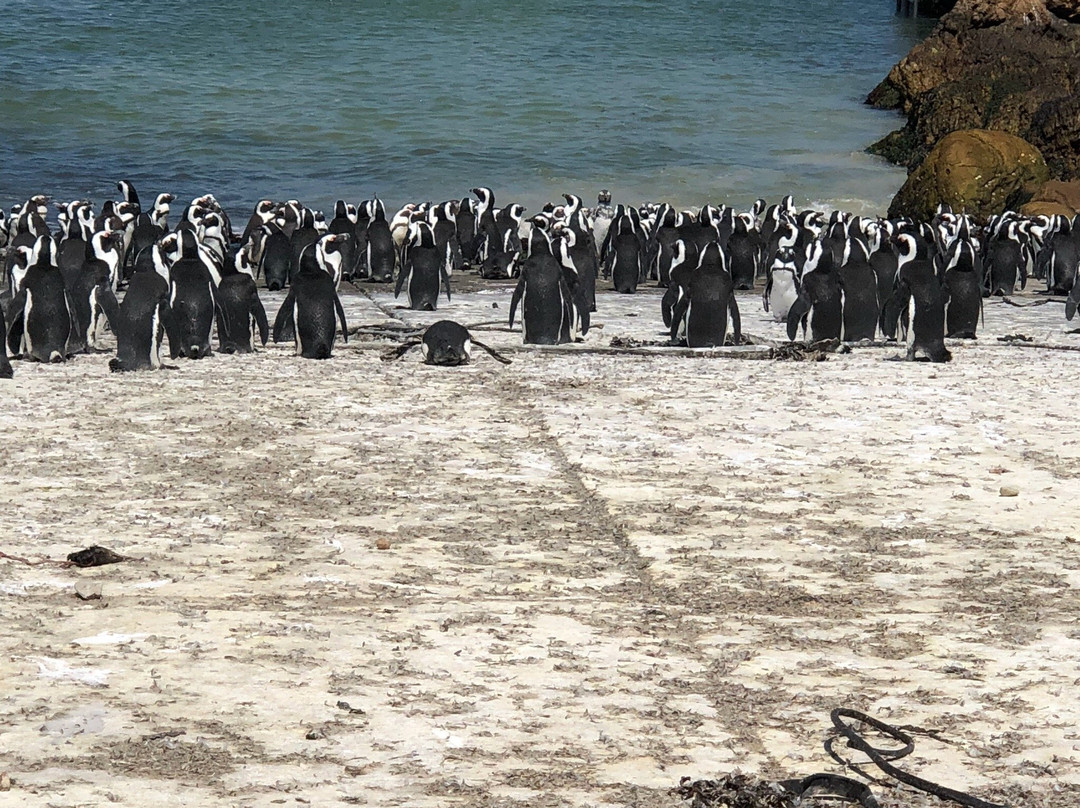 Betty's Bay Main Beach景点图片