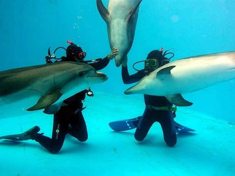 Dolphinarium Nemo景点图片