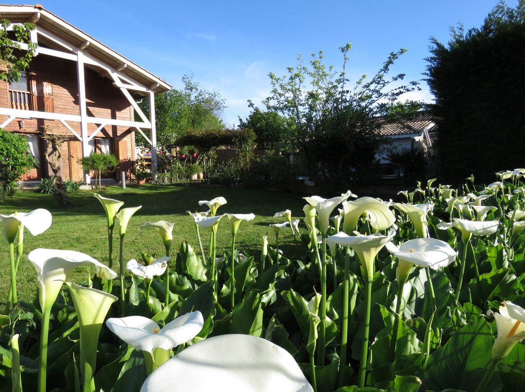 Les Arums de Fondeminjean主图