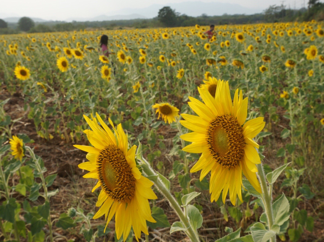 Sunflower Field景点图片