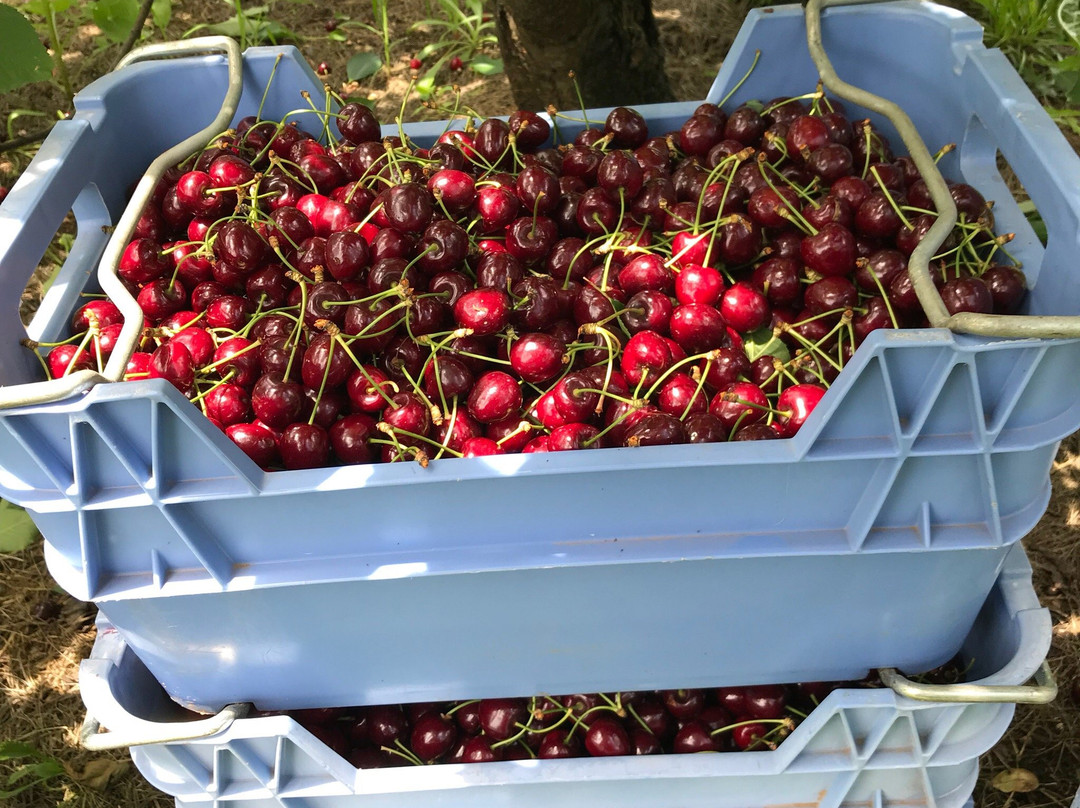 Lanidale 'The Cherry Well'-Wandin North必去景点