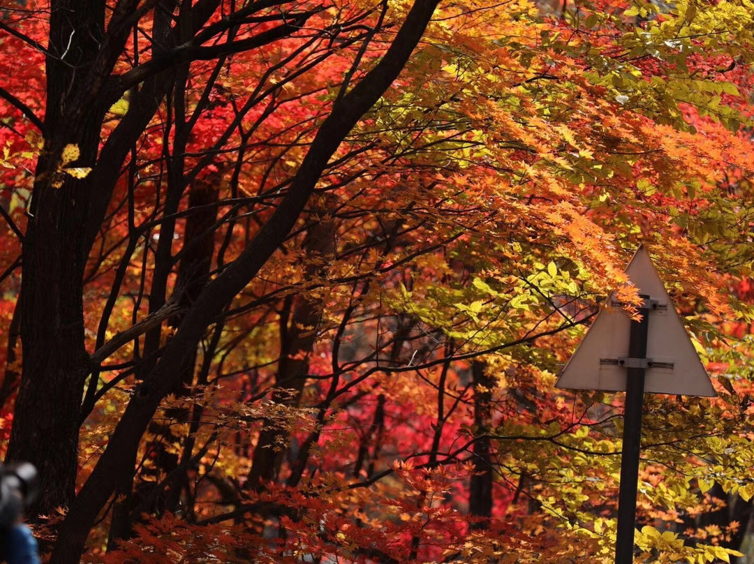 蒲石河森林公园-凤城市必去景点