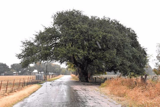 Wedding Oak Tree-San Saba必去景点
