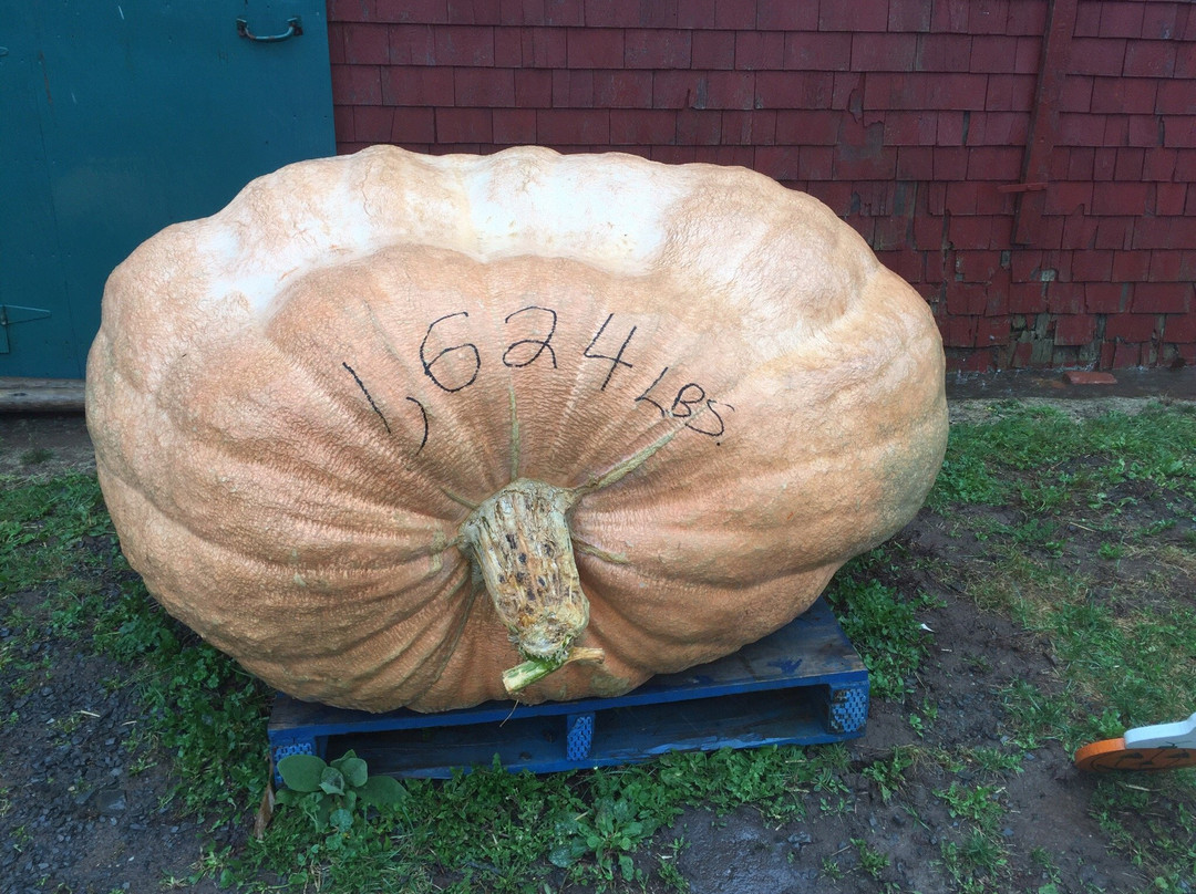 Dill's Atlantic Giant Pumpkin Farm-Windsor必去景点