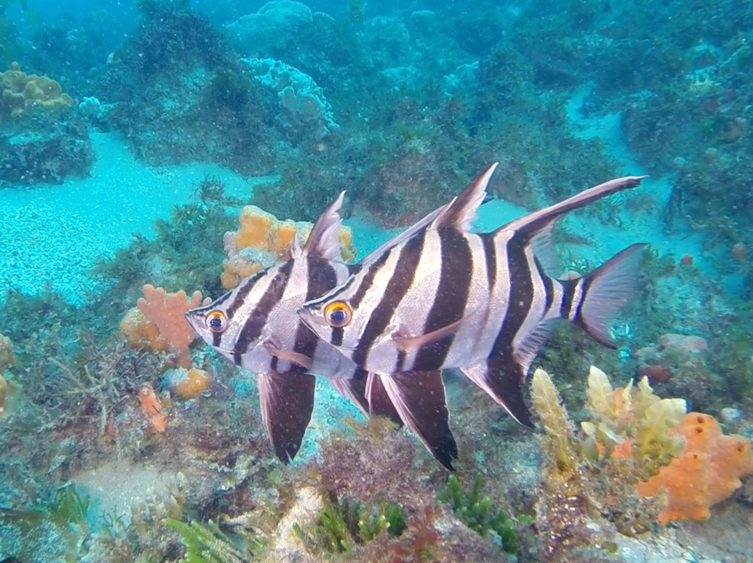 Bay City Scuba-Bellarine必去景点