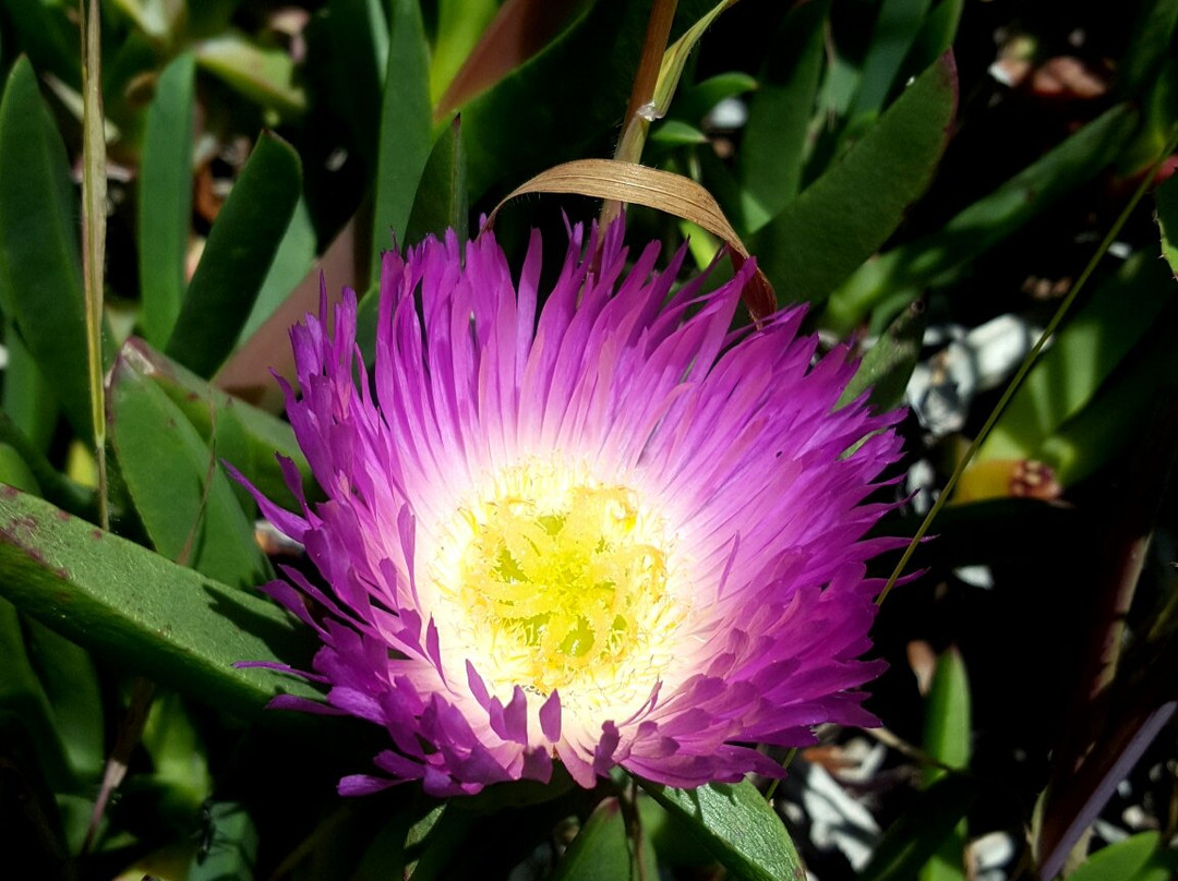 Parque Urbano Natural La Ligua-La Ligua必去景点