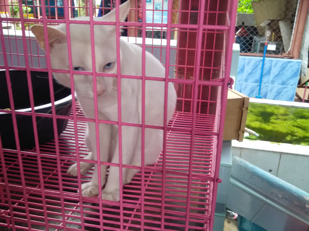 Thai Cat Center景点图片