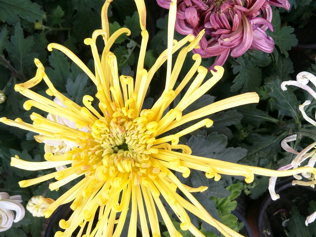 朝阳慕容街-朝阳市必去景点