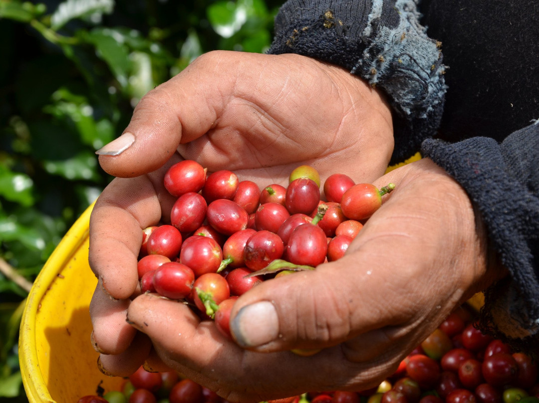 Café La Morelia-El Caimo必去景点