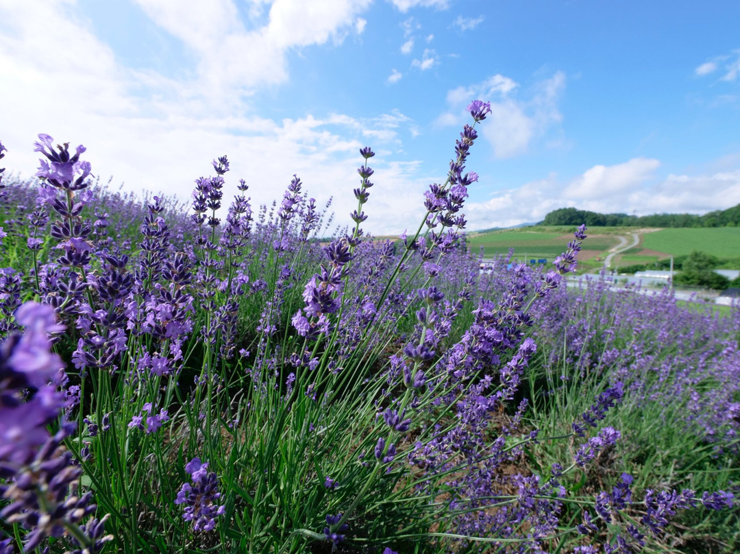 Kanno Firm-上富良野町必去景点