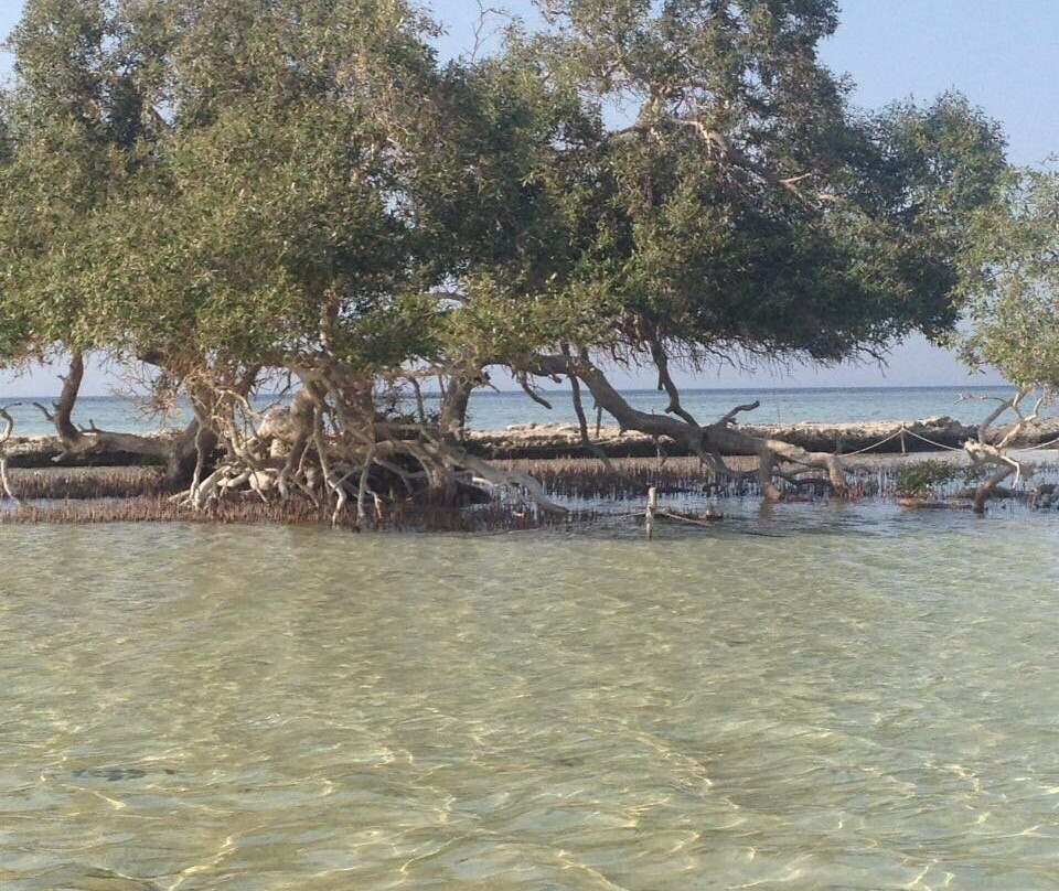 El Qulan Mangrove Forest