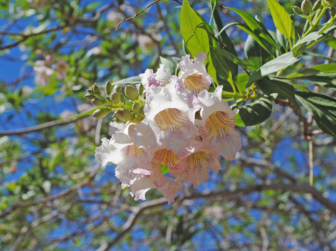 Prime Desert Woodland Preserve-兰开斯特必去景点