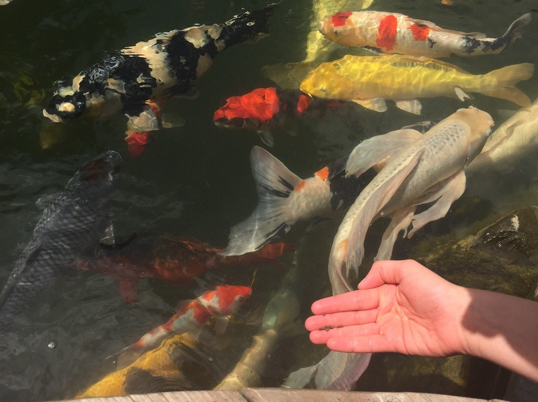 The Koi Whisperer Sanctuary & Japanese Gardens-圣查尔斯必去景点