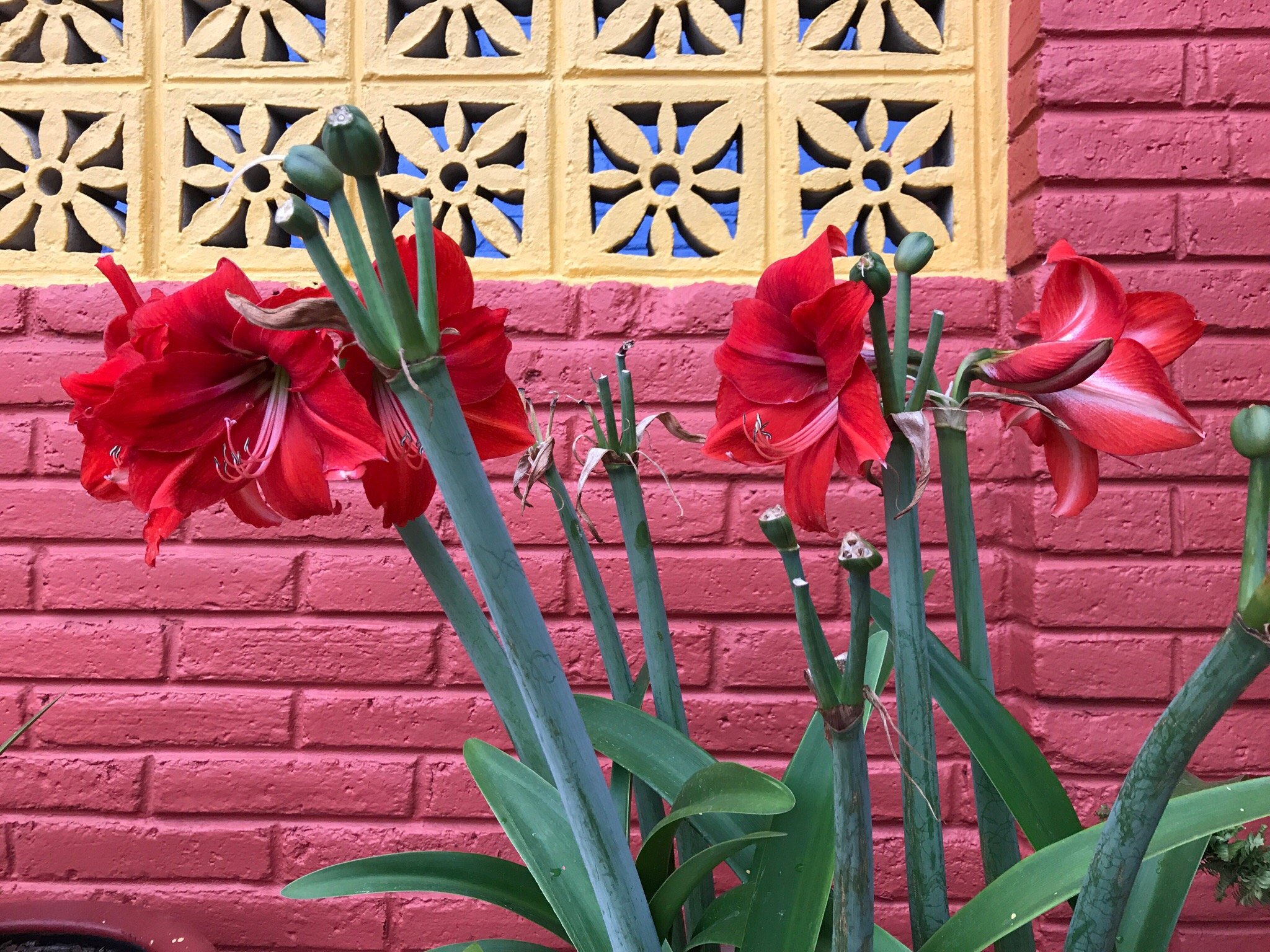 Hotel Clasico Colonial-浴室