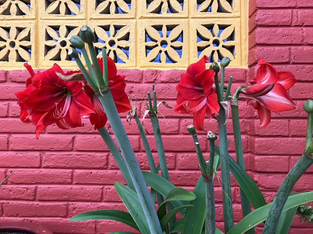 Hotel Clasico Colonial主图