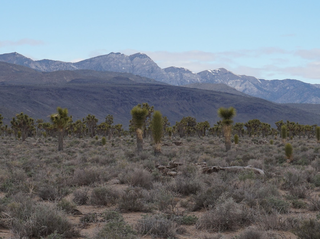 Lee Flat Joshua Trees-死亡谷国家公园必去景点