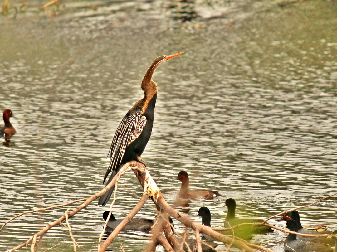 Keoladeo Shiva temple-Bharatpur District必去景点