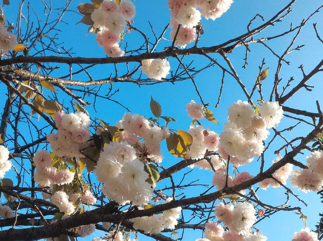 天适樱花悠乐园-从化市必去景点
