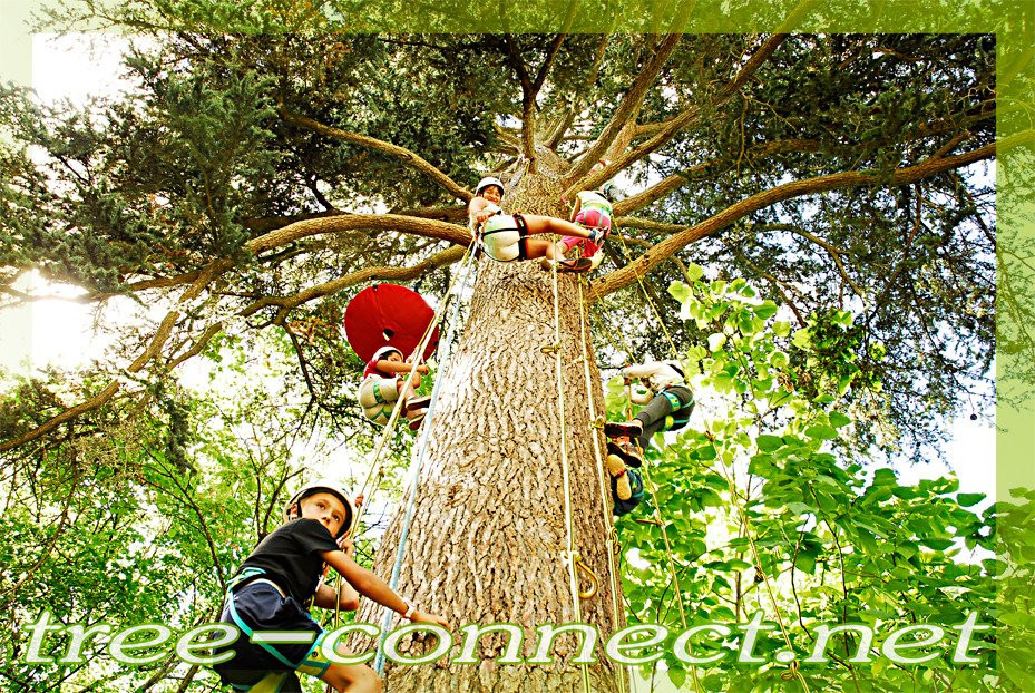 Tree Connect景点图片